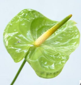 yԁzYAX[@O[ni~hȂǁEm[YΕij8-13cm@yOTzy؁z[20{]͓F11/30܂