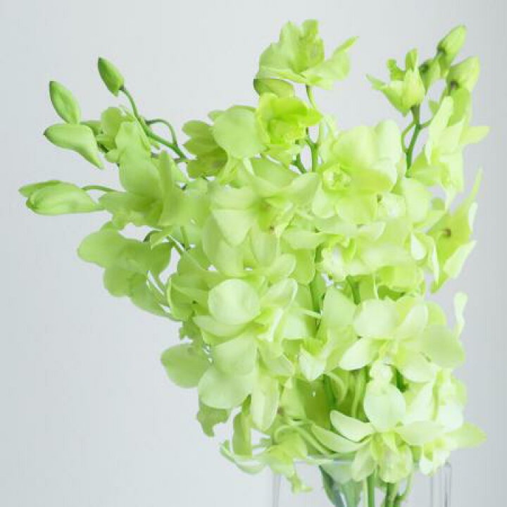 楽天市場 生花 デンファレ グリーン系おまかせ 10本 花材通販はなどんやアソシエ