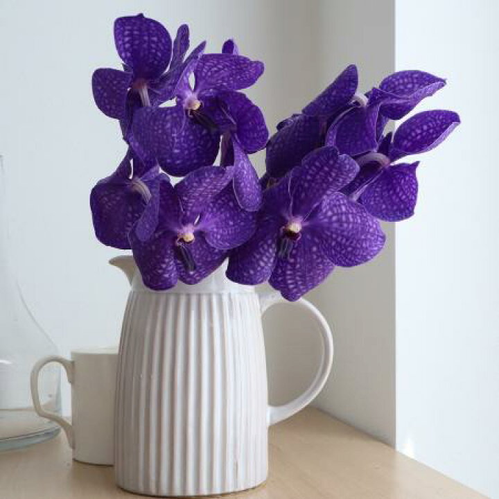 楽天市場 生花 バンダ ブルー系おまかせ 4 5輪 5本 花材通販はなどんやアソシエ