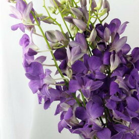 楽天市場 ブルー 種類 植物 デンファレ 花束 切花 花 観葉植物 花 ガーデン Diyの通販 楽天市場 ブルー 種類 植物 デンファレ 花束 切花 花 観葉植物 花 ガーデン Diyの通販