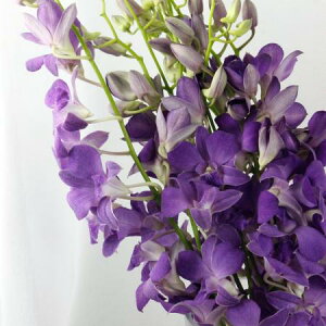 yԁzft@@oRNu[@M-L@y-74z[10{]