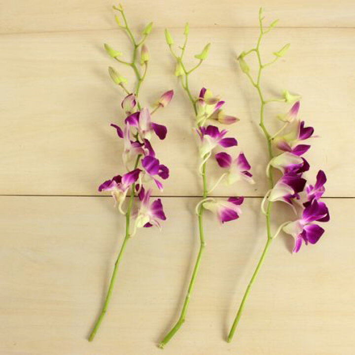 楽天市場 生花 デンファレ ソニア 濃いピンク 5本 花材通販はなどんやアソシエ