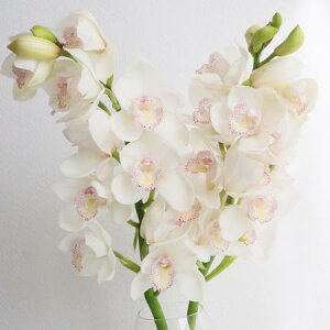 yԁzVrWE@n 1 yFJz͓F12/16ȍ~[2{]