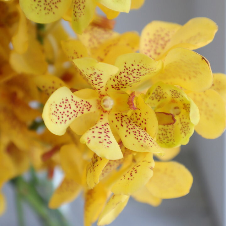 楽天市場 生花 モカラ サンセット イエロー 丸弁 ドット 5本 花材通販はなどんやアソシエ