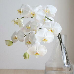 yԁz؂ԌӒkEbvl5ւ@y-74z[5{]͓F\1TԑO