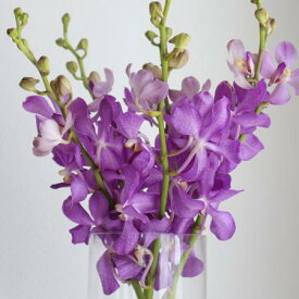 楽天市場 ライラック ブルー 花束 切花 花 観葉植物 花 ガーデン Diyの通販