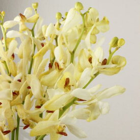 楽天市場 生花 モカラの通販