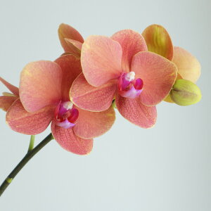 yԁz~fBӒ@T[t\Oi5ցjIWn@myIT-21z[5{]