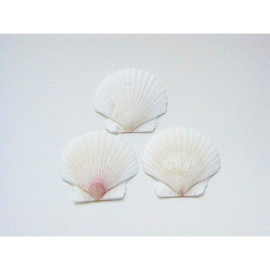 z^eL@i10Rj@NOD058/165-1102-0y01z ԎށEt[Xg fR[Vp[cEf Ă̏Ef