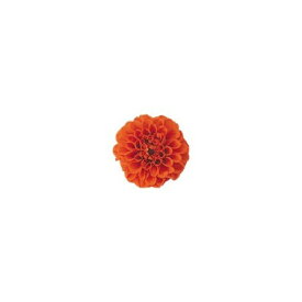 楽天市場 花材 ダリア プリザーブドフラワー 花 観葉植物 花 ガーデン Diyの通販