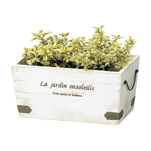 Paseo/Ebhv^[ S/WD-12WHy01z[3] K[fjOE|pi AؔEt[|bg ؐ