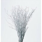 即日 【ドライ】大地農園/小枝バンドル　1束　ウオッシュホワイト/75380-012