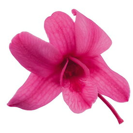 楽天市場 デンファレ ソニア の通販