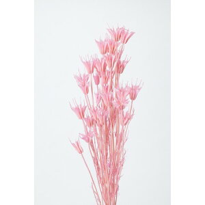 �y�h���C�z��n�_��/�j�Q���I���G���^���X�@30g�@�v�����Z�X�s���N/10380-181�y01�z �h���C�t�����[ �h���C�t�����[�ԍ� �j�Q���ԍ� �n���h���C�h�ޗ� �N���t�g�f�� �� �H �N���X�}�X �n���E�B