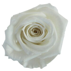 �y�v���U�[�u�h�z�t���[���G�o�[/�X�v���[���[�Y�@8�ց@�p�[���z���C�g/FL070-01�y01�z �v���U�[�u�h�t�����[ �v���U�[�u�h�t�����[�ԍ� �͍s �o���i���[�Y�j �K�N �~�~ �T�� �r�r�A�� �}�C�N