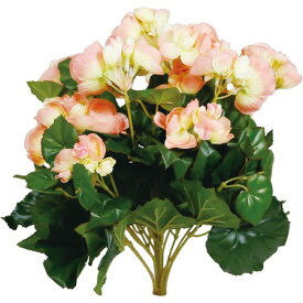 楽天市場 リー ガス ベコニアの通販