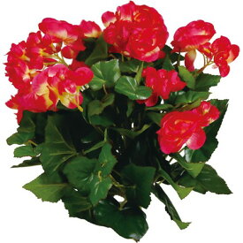 楽天市場 リー ガス ベコニアの通販