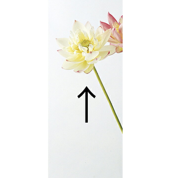 楽天市場 造花 アスカ 八重ロータス ホワイトピンク A 1p 01 取寄 造花 アーティフィシャルフラワー 造花 花材 は行 ハス 蓮 ロータス 花材通販はなどんやアソシエ