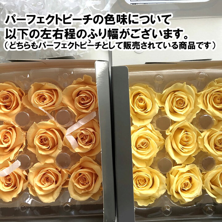 楽天市場】【プリザーブド】KIARA/ローズカラーアソートS(8輪)サニーイエロー×パーフェクトピーチ/PG001-54【01】【取寄】 プリザーブドフラワー プリザーブドフラワー花材 バラ(ローズ) : 花材通販はなどんやアソシエ 楽天市場】【プリザーブド】KIARA/ローズカラーアソートS(8輪)サニーイエロー×パーフェクトピーチ/PG001-54【01】【取寄】 プリザーブドフラワー プリザーブドフラワー花材 バラ(ローズ) : 花材通販はなどんやアソシエ