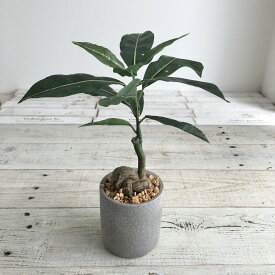 【人工観葉植物】YDM/コーヒーノキセメントポット GR/GLA-1521-GR【01】 造花（アーティフィシャルフラワー） 造花葉物 造花・人工観葉植物 卓上ポット