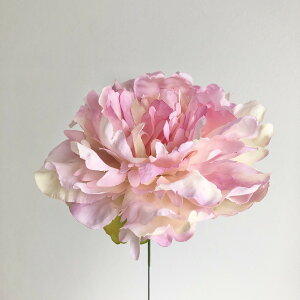 yԁzAXJ/sIj[sbN@N[sN/A-31454-3Cy01z ԁiA[eBtBVt[j  ԍށusv VNNi䉖jE{^iOjEsIj[