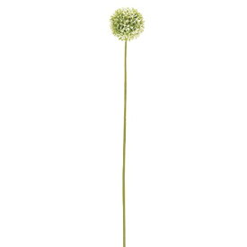 楽天市場 アリウム 花の通販