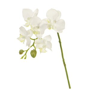 yԁzMAGIQ/Cit@m@1@@WHITE/FM005189-001y01z ԁiA[eBtBVt[j  ԍށusv R`EiӒj