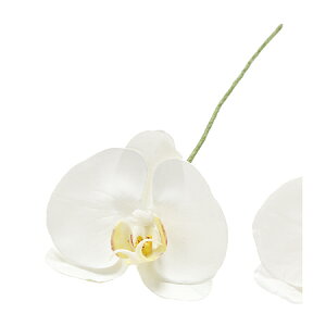 yԁz/A~[t@m@1@@WHITE/FW090184-001y01z ԁiA[eBtBVt[j  ԍށusv R`EiӒj