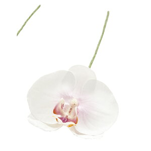 yԁz/A~[t@m@2@@LTPK/FW090184-002y01z[12{] ԁiA[eBtBVt[j  ԍށusv R`EiӒj