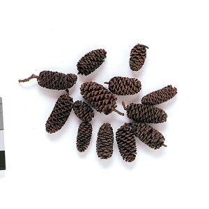 yhCz/VuV i` 50/66165y01z hCt[ hCt[c ؂̎