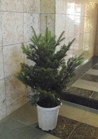 楽天市場 もみの木 鉢植えの通販