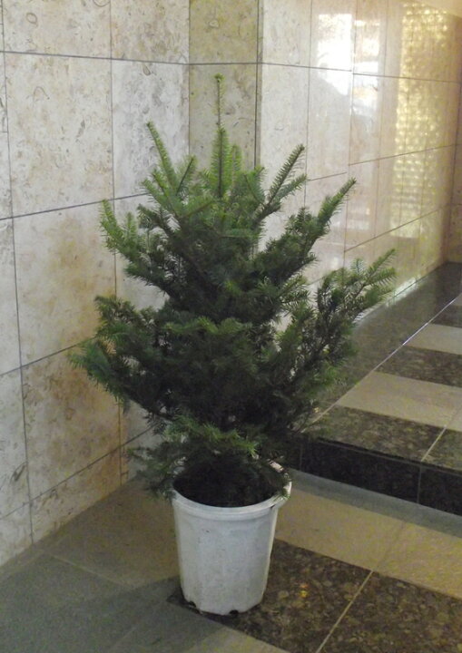楽天市場 本物のもみの木 モミの木 樅の木 鉢植え 140cm クリスマスツリー 花右衛門