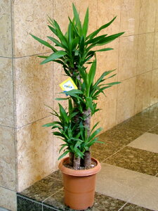 ϗtA hZi N̖؁ibJj110cm