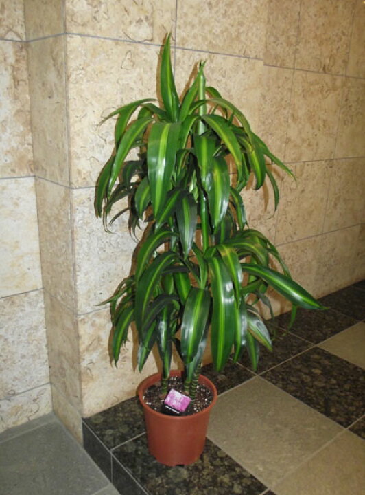 楽天市場 ドラセナ ハワイアン サンシャイン 花右衛門