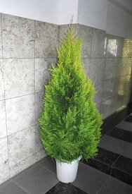 楽天市場 ゴールドクレスト クリスマスツリーの通販