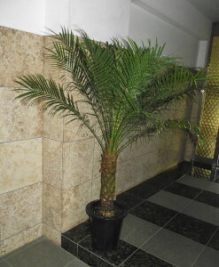 フェニックス 観葉植物の人気商品 通販 価格比較 価格 Com