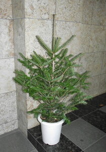 植木 盆栽 もみの木の人気商品 通販 価格比較 価格 Com