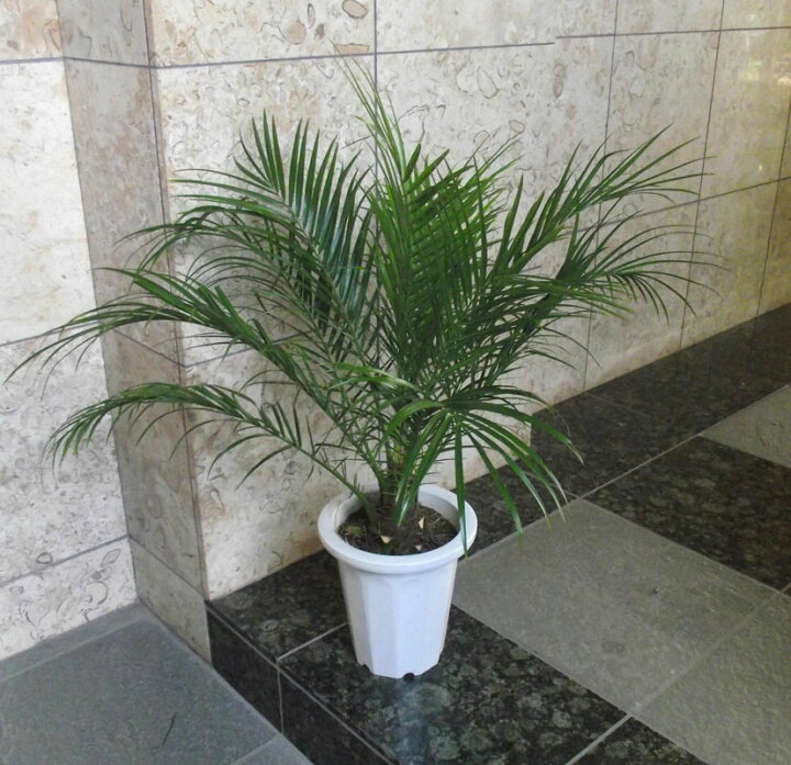 楽天市場 観葉植物 チビヤシ フェニックス ロベレニー 7号 80cm 花右衛門