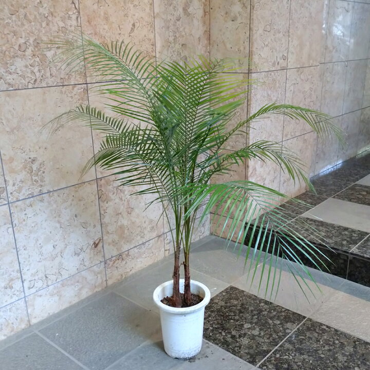 楽天市場】観葉植物 ブラジル姫ヤシ 中 110 7号鉢 : 花右衛門