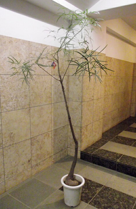 楽天市場 観葉植物 ブラキキトン ボトルツリー 花右衛門