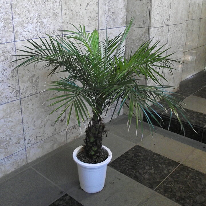 楽天市場 観葉植物 チビヤシ フェニックス ロベレニー 8号 110cm 花右衛門