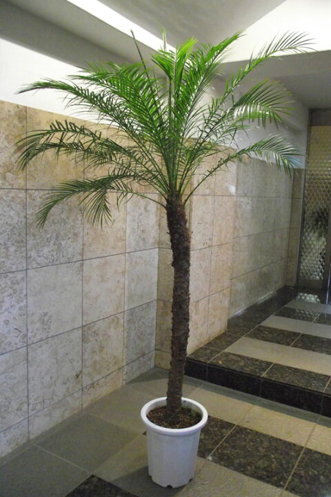 楽天市場 観葉植物 フェニックス ロベレニー 0 会社 店舗 病院等は送料割引あり 花右衛門