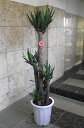 観葉植物 ドラセナ ユッカ（青年の木）10号　＊会社・店舗・病院等は送料割引あり！