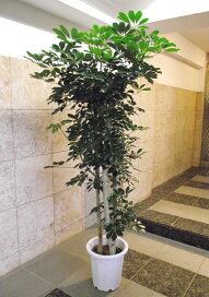 楽天市場】青インチ : 花右衛門