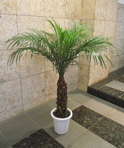 観葉植物 フェニックスロベレニーの人気商品 通販 価格比較 価格 Com 観葉植物 フェニックスロベレニーの人気商品 通販 価格比較 価格 Com
