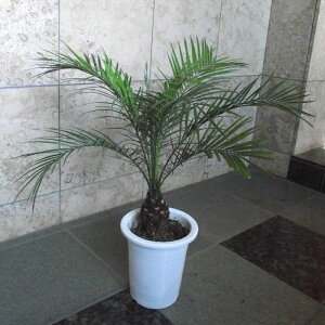 観葉植物 フェニックスロベレニーの人気商品 通販 価格比較 価格 Com 観葉植物 フェニックスロベレニーの人気商品 通販 価格比較 価格 Com