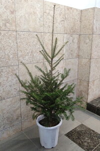 {݂̖̂؁i~̖؁^̖؁jA 150cmNX}Xc[ ЁEX܁Ea@͑I