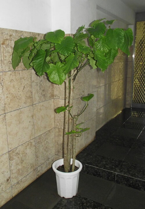 楽天市場】観葉植物 ウンベラータ 170 現品お届け ＊会社・店舗・病院  