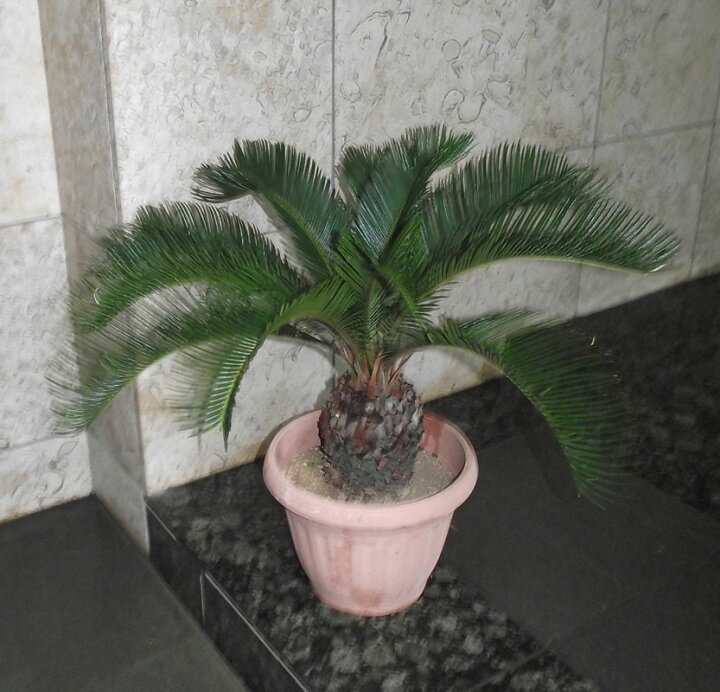 楽天市場】庭木 観葉植物 ソテツ 高さは60センチ : 花右衛門