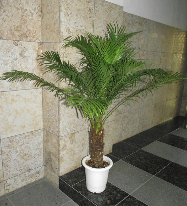 楽天市場】観葉植物 フェニックス ロベレニー 8号 130 ＊会社・店舗 